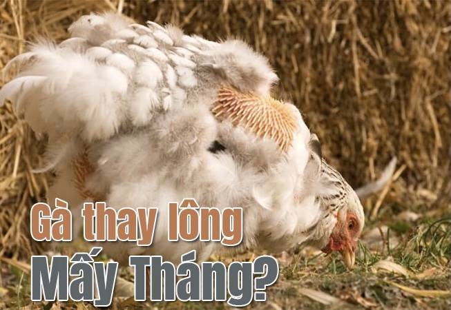 Gà thay lông trong bao lâu