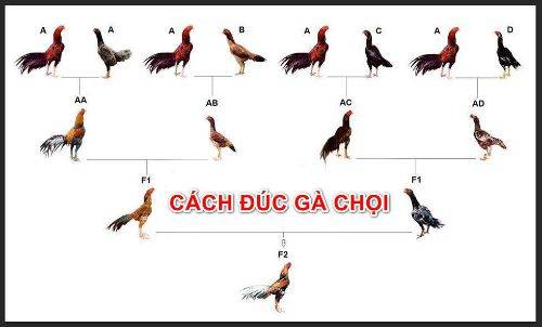 Đúc gà cận huyết là gì?