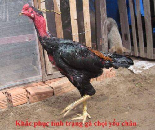 Những nguyên nhân chính làm gà bị yếu chân