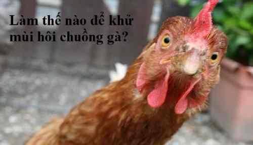 Cách khử mùi hôi cho chuồng gà