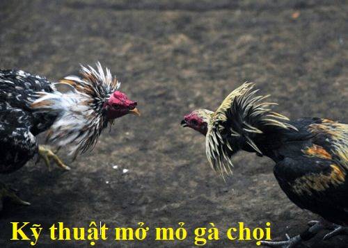 Không phải ai cũng biết mở mỏ gà chọi tơ đúng cách