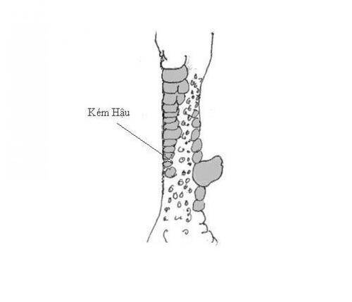 Những loại vảy xấu của gà chọi thì không nên mang đi đá hay đi thi đấu