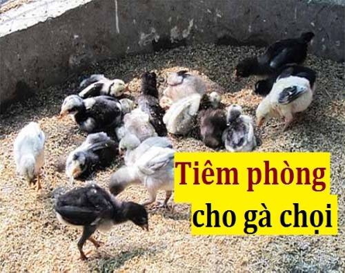 Tiêm phòng giúp gà mạnh khỏe hơn 