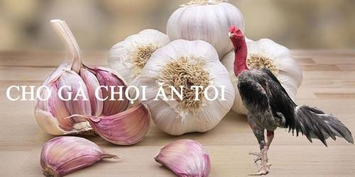 Dùng tỏi củ chữa bệnh đờm ở gà