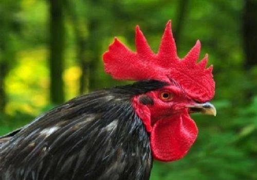 Australorp có năng suất hoạt động rất cao