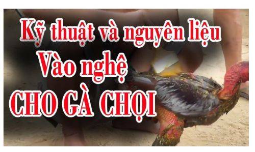 Bật mí các cách vào nghệ gà chọi nhanh chóng và an toàn