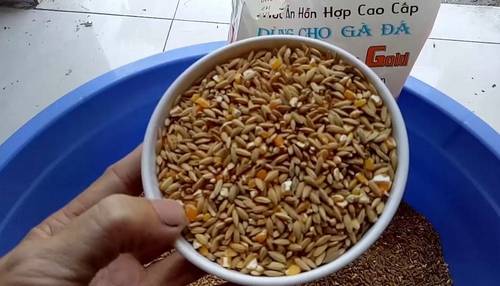 Các dạng mồi tươi cung cấp protein là nguyên liệu để gà phát triển