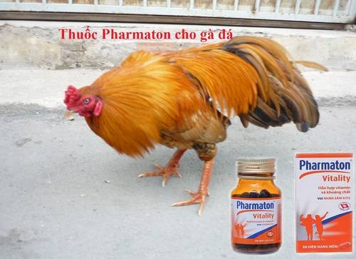 Nắm bắt các thông tin về thuốc pharmaton cho gà đá