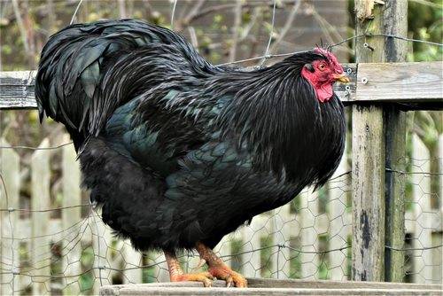 Australorp với bộ lông đen óng mượt