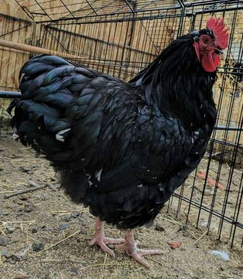 Australorp sở hữu nhiều đặc điểm đặc trưng độc đáo