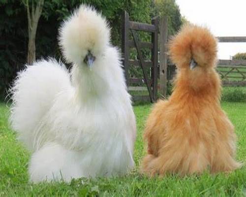 Tổng quan về gà Silkie