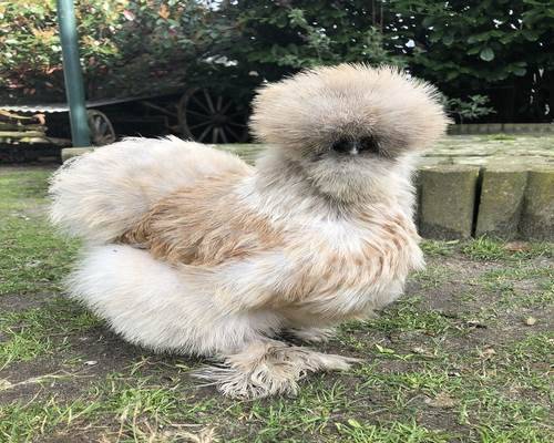 Cách thức chăm sóc gà Silkie