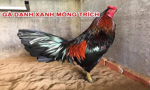 Có nên nuôi gà mồng trích không?