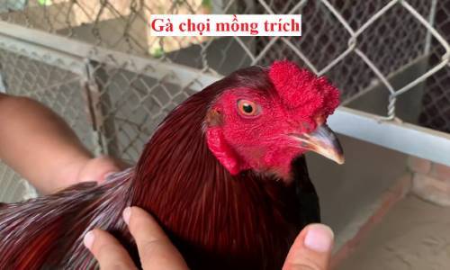 Gà mồng trích là tốt hay xấu? Có nên nuôi gà chọi mồng trích?