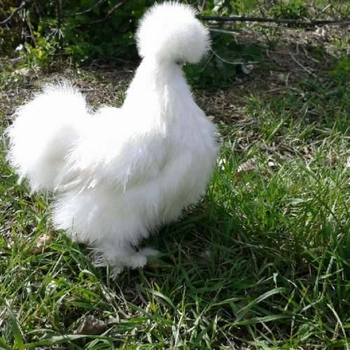 Gà giống Silkie có ngoại hình độc đáo