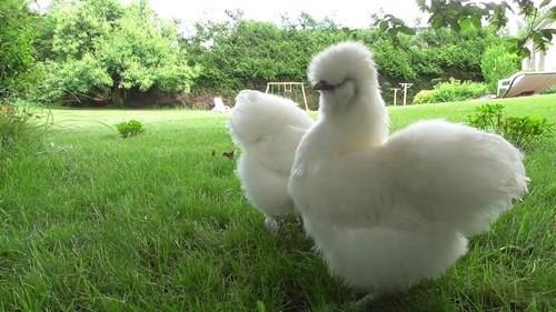 Gà giống Silkie là giống gà thân thiện, dễ nuôi