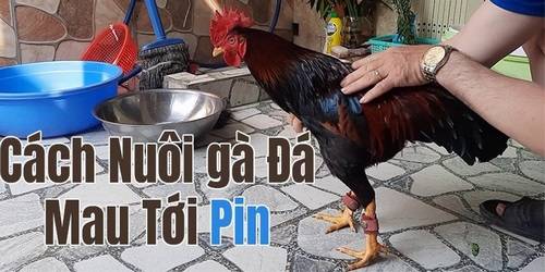 Tìm hiểu về cách nuôi đá gà mau tới pin 