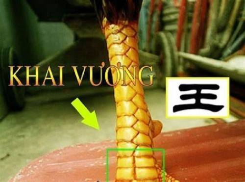 Soi vảy gà chọi hiệu quả