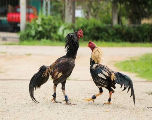 Vì sao không nên lạm dụng thuốc tăng bo cho gà đá? Nêu tác hại?