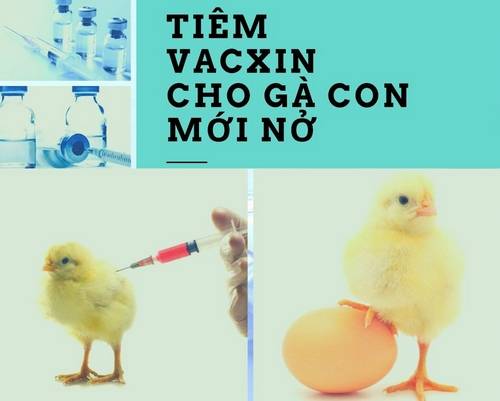 Những lưu ý cơ bản khi chiến kê sử dụng pharmaton