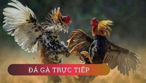 Các kênh đá gà trực tuyến miễn phí mà bạn nên tìm hiểu và truy cập