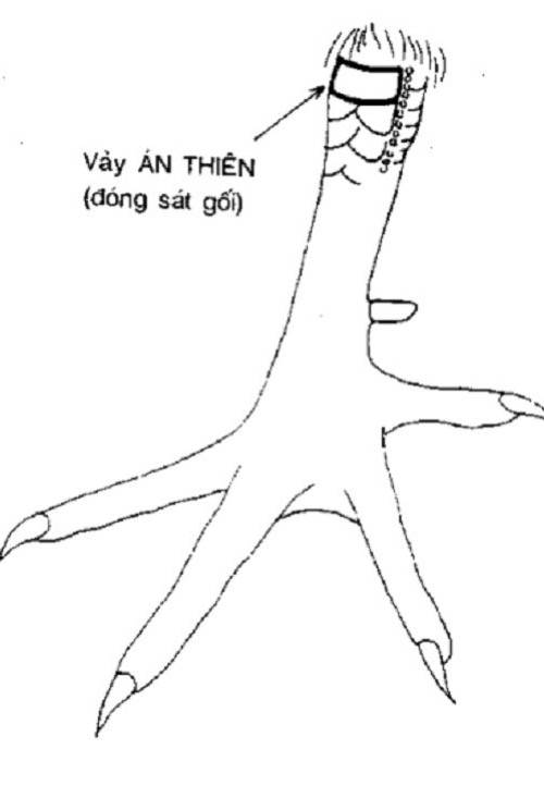 Gợi ý cách xem vảy chân gà chọi để chọn ra chiến kê bất bại