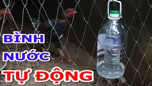 Tìm hiểu về lý do cho gà chọi uống nước đúng cách