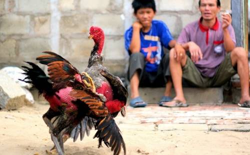 Hướng dẫn chơi đá gà nòi cựa sắt ăn tiền thu lợi nhuận khủng