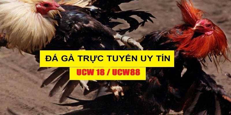 Đá gà online UCW18 uy tín không? Vì sao nên chơi tại UCW18