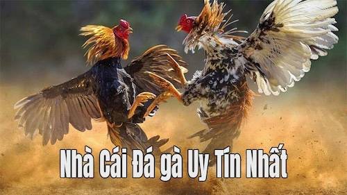                                      Nhà cái đá gà uy tín nhất 2022