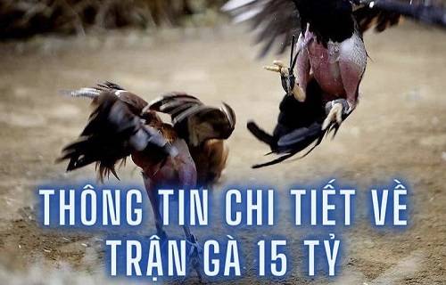 Top các video đá gà TV trực tiếp gây chấn động cộng đồng cá cược