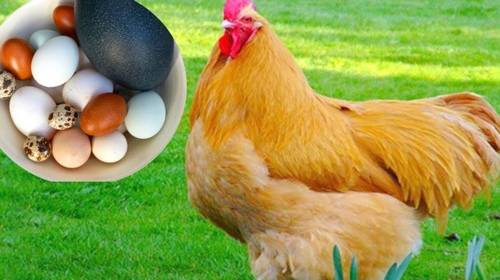 Gà Buff Orpington đá hay không và những đặc điểm nhận dạng?