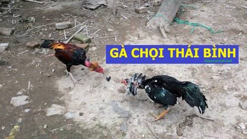 Một trận chiến gà chọi Quỳnh Phụ căng thẳng