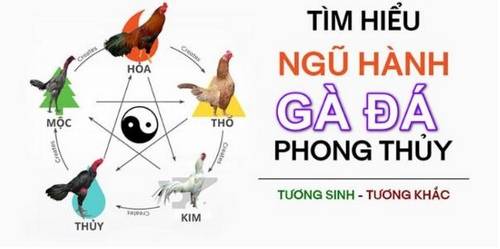 Tổng hợp các địa chỉ xem màu mạng gà đá chuẩn 1000% cho sư kê