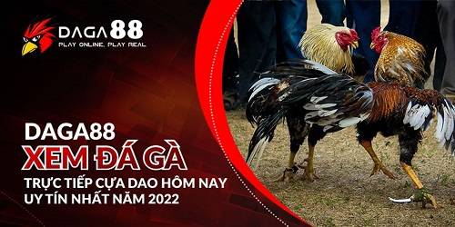 SV388.com - Website đá gà đỉnh nhất hiện nay