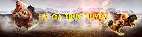 Daga88.live - đẳng cấp đá gà trực tuyến