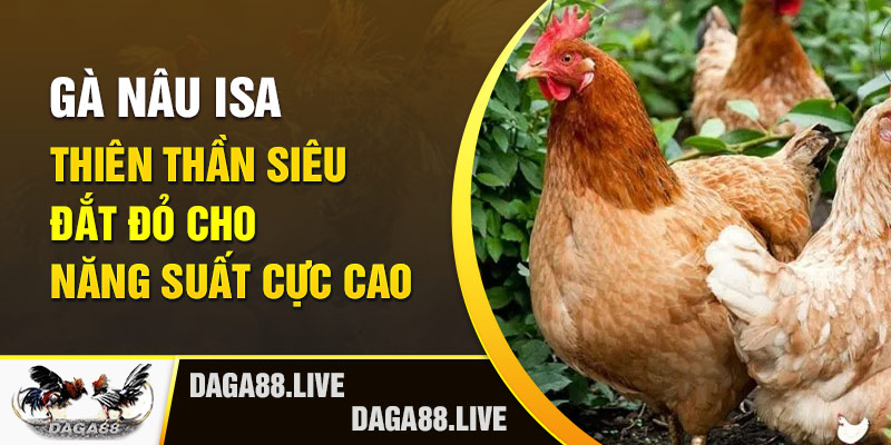 Gà Nâu Isa - Thiên thần siêu đắt đỏ cho năng suất cực cao