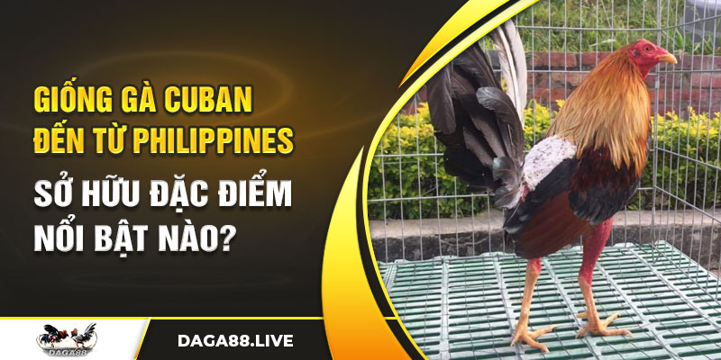 Giống gà Cuban đến từ Philippines có những đặc điểm nổi bật nào