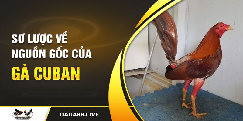 Sơ lược về nguồn gốc của giống gà Cuban