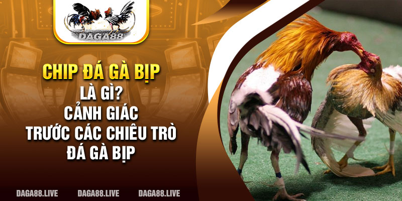 Chip đá gà bịp là gì? Cảnh giác trước các chiêu trò đá gà bịp