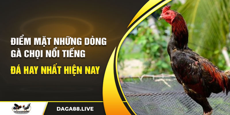 điểm mặt những dòng gà chọi nổi tiếng đá hay nhất hiện nay