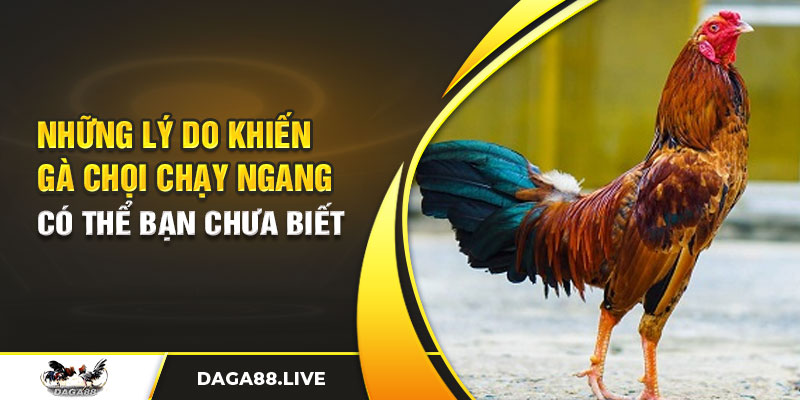 Những lý do khiến gà chọi chạy ngang có thể bạn chưa biết