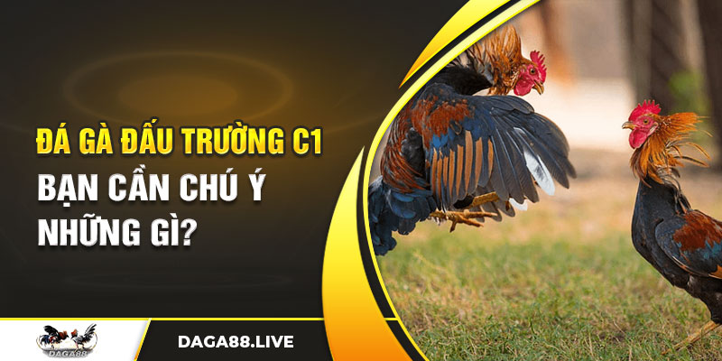 Tham gia đá gà tại đấu trường C1 bạn cần chú ý những gì?