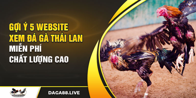 Gợi ý 5 website xem đá gà Thái Lan miễn phí chất lượng cao