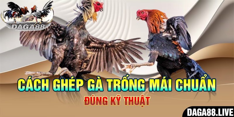 Cách ghép gà trống mái sau đây sẽ hữu ích cho mọi người trong quá trình nuôi gà