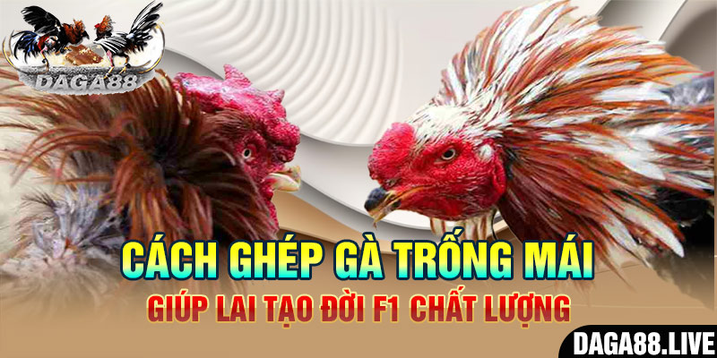 Những biện pháp chọn giống gà hoàn hảo nhất