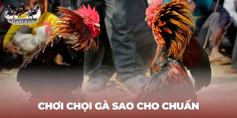 Chơi chọi gà sao cho chuẩn cược thủ cần phải biết