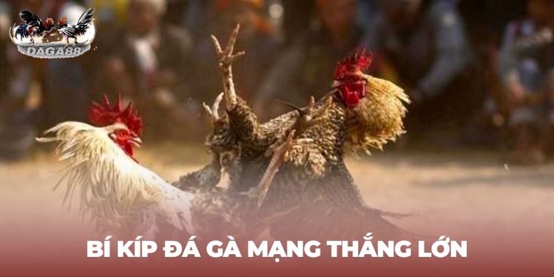 Bí kíp đá gà mạng chắc thắng từ cao thủ