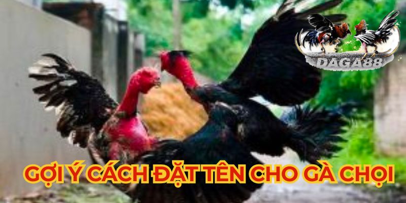 Gợi ý một số cách đặt tên cho gà chọi nhanh nhất