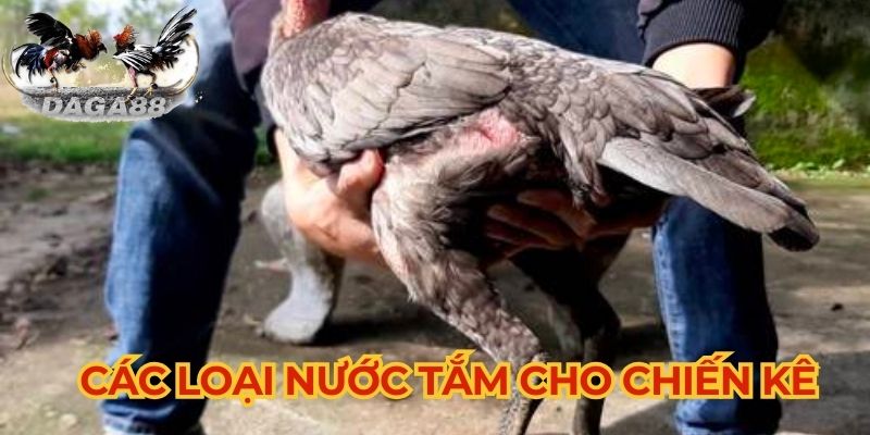 Tổng hợp các loại nước tắm cho gà đá cựa sắt